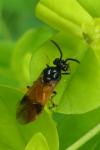 Arge cyanocrocea