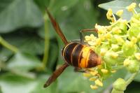 Vespa velutina nigrithorax
