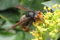 Vespa velutina nigrithorax