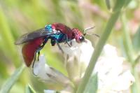 Chrysura cuprea