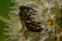 Apis mellifera