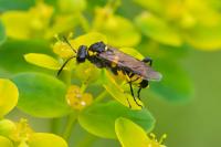 Macrophya montana