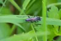 Macrophya annulata
