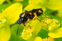 Macrophya montana