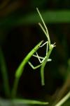 Clonopsis gallica