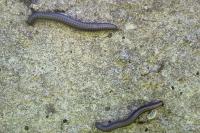 Tachypodoiulus