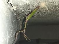 Empusa pennata