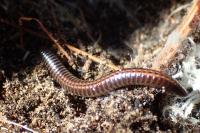 Ommatoiulus sabulosus sabulosus