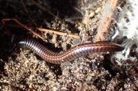 Ommatoiulus sabulosus sabulosus