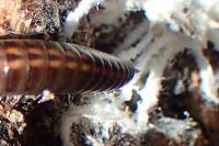 Ommatoiulus sabulosus sabulosus