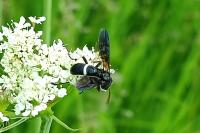 Cephaledo bifasciata
