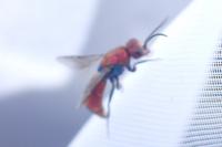 Chrysura cuprea