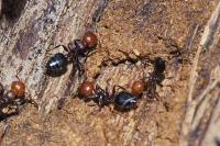Crematogaster scutellaris