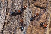 Crematogaster scutellaris
