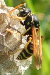 Polistes