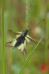 Libelloides coccajus