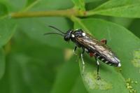 Macrophya punctumalbum