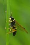 Tenthredo maculata