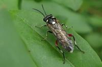 Macrophya punctumalbum