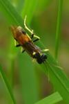 Tenthredo maculata