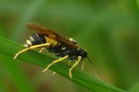 Tenthredo maculata