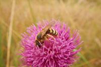 Halictus scabiosae