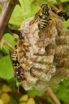 Polistes dominula