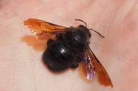 Xylocopa violacea