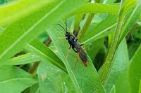 Amblyjoppa fuscipennis