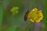 Athalia bicolor