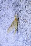 Ephemera glaucops