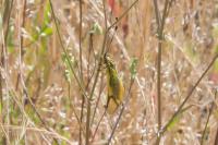 Libelloides longicornis
