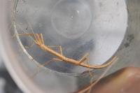 Carausius morosus