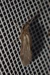 Lepidostoma basale