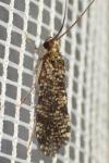 Polycentropus irroratus