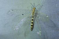 Megistopus flavicornis