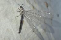 Myrmeleon formicarius