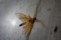 Opheltes glaucopterus