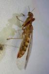 Mantispa styriaca