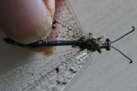 Distoleon tetragrammicus