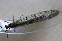 Distoleon tetragrammicus