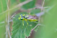 Rhogogaster chlorosoma