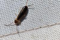 Chelidurella acanthopygia
