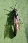 Trypoxylon