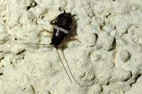 Planuncus vinzi