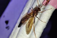 Opheltes glaucopterus