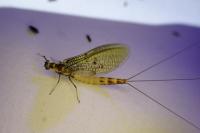 Ephemera danica