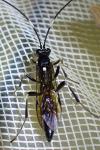 Coelichneumon desinatorius