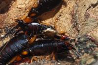 Forficula auricularia