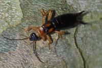Forficula ruficollis